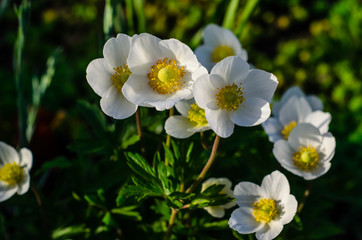 Obraz premium White anemone blossoming on spring