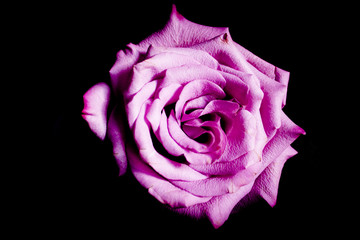 Lilac rose on black background