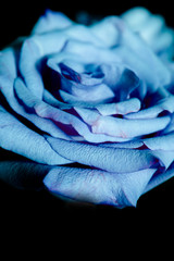 Lilac rose on black background