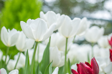 Fresh red and white tulip flowers in park with bokeh in background, Spring and summer concept.