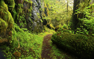a picture of an Pacific Northwest forest trail