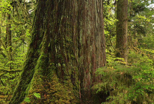 a picture of an Pacific Northwest forest and old growth Western red cedar