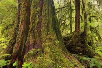a picture of an Pacific Northwest forest and old growth Western red cedar tree