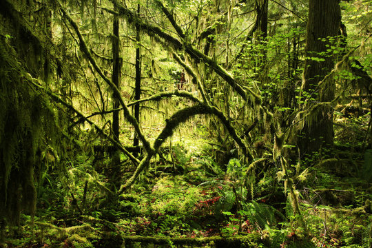 a picture of an Pacific Northwest rainforest