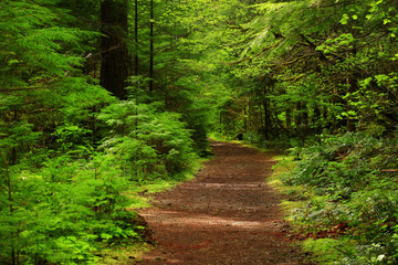 Obraz premium a picture of an Pacific Northwest forest trail