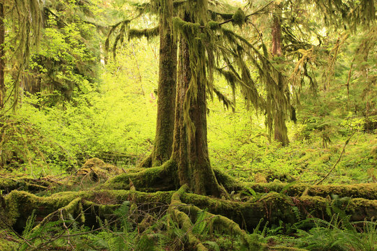 a picture of an Pacific Northwest rainforest second growth conifer