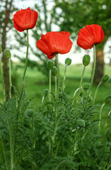 Fototapeta premium Red poppy flowers