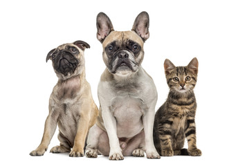 Group of dogs and cat sitting, isolated on white