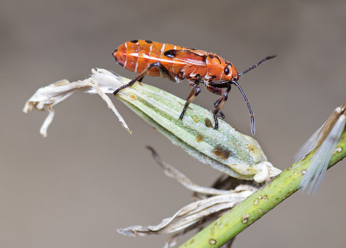 Nympha of the firebug (Pyrrhocoris apterus)