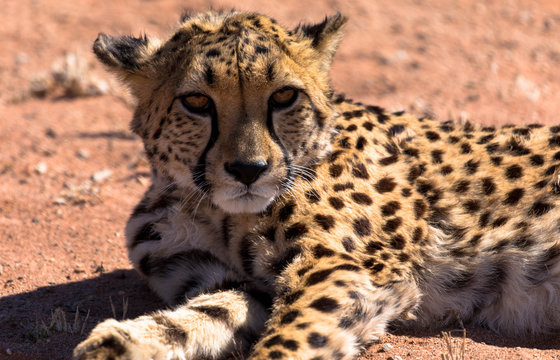 Aufmerksamer Leopard, Namibia