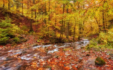 autumn stream in the forest, gold autumn European landscape