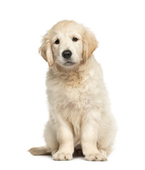Golden retriever puppy sitting, isolated on white