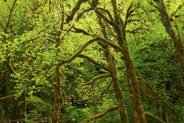 Fototapeta premium a picture of an Pacific Northwest rainforest