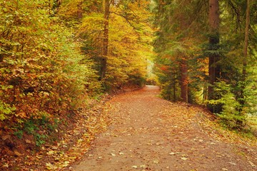 Pathway through the autumn forest