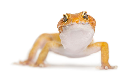 Leopard gecko facing the camera, isolated on white