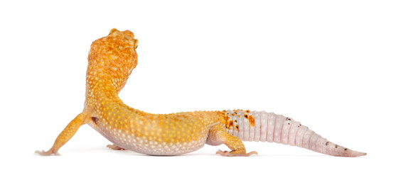 Leopard gecko standing, isolated on white