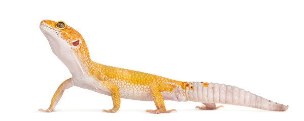 Fototapeta premium Leopard gecko standing, isolated on white