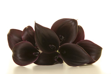 Bouquet of black calla lily flowers lying on a white background