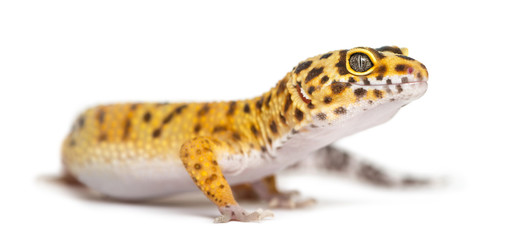 Leopard gecko standing, isolated on white