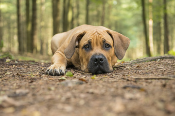 Young south african mastiff dog lying down in a forest lane with trees on the background with its...