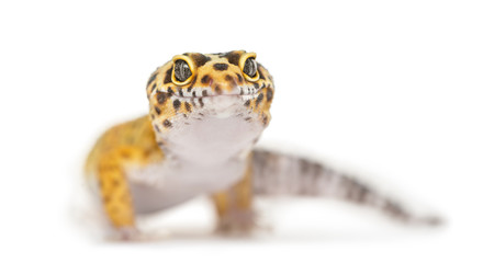 Close-up of a leopard gecko, isolated on white