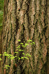 a picture of an Pacific Northwest old growth Douglas fir tree