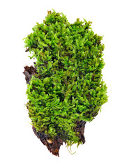 Obraz premium Green moss isolated on white bakground
