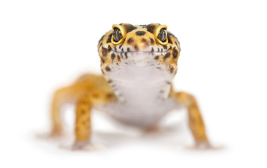 Close-up of a leopard gecko, isolated on white