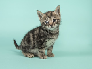 Cute six weeks old tabby baby cat looking at the camera on a turquoise blue background