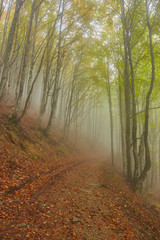 Autumn landscape in foggy wood