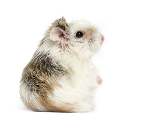 Side view of a hamster, isolated on white