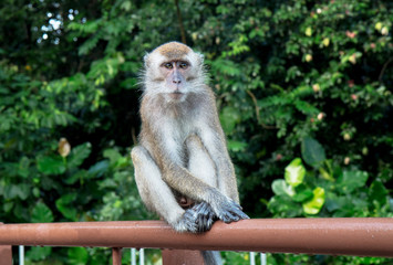 Fototapeta premium Macaque Monkey