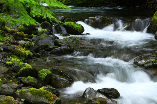 a picture of an Pacific Northwest fresh water stream