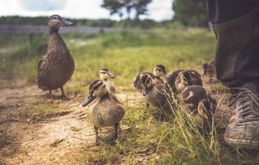 Enten als Familie in der Gruppe mit Mutter und kleinen Küken im Gras bei Sonne im Sommer in Schweden