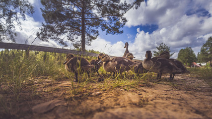 Enten als Familie in der Gruppe mit Mutter und kleinen Küken im Gras bei Sonne im Sommer in Schweden