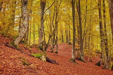 Landscape Nice fantasy Forest with creek in a golden Autumn.