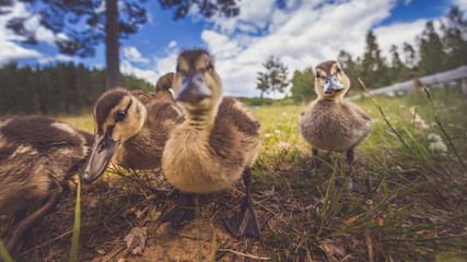 Enten als Familie in der Gruppe mit Mutter und kleinen Küken im Gras bei Sonne im Sommer in Schweden
