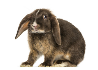 Fototapeta premium Mini lop rabbit standing, isolated on white