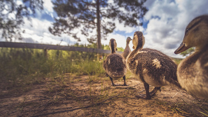Enten als Familie in der Gruppe mit Mutter und kleinen Küken im Gras bei Sonne im Sommer in Schweden
