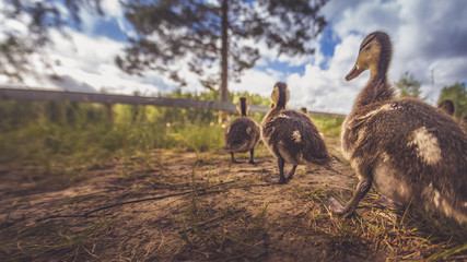 Enten als Familie in der Gruppe mit Mutter und kleinen Küken im Gras bei Sonne im Sommer in Schweden