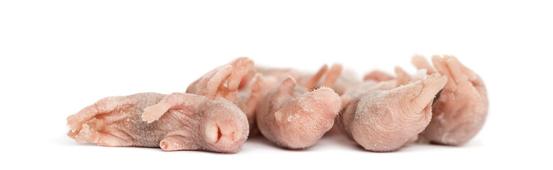 Dead babies mice frozen, isolated on white