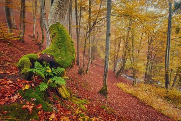 High in the mountains of the Carpathians and the Hutsul located tract with ancient forest, where the ancient giants meet in the wild forest autumn.