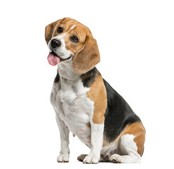 Beagle sitting and panting, isolated on white - obrazy, fototapety, plakaty