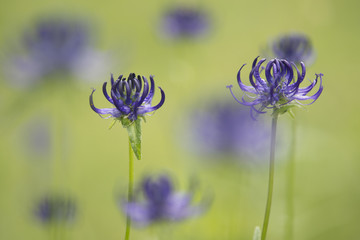 Purple round headed rampion flowers in a green grass field