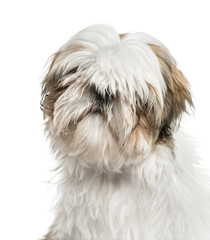 Close-up of a shih tzu, isolated on white