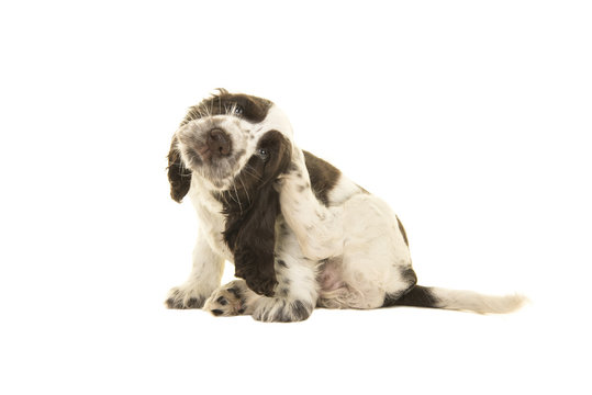 Cute sitting white and chocolate brown cocker spaniel puppy dog scratching himself isolated on a white background