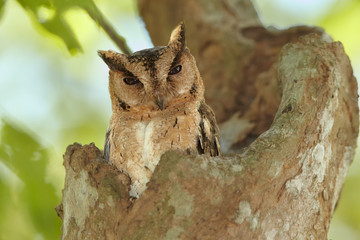 Portrait of  Indian scops owl, Otus bakkamoena, staring from tree cavity. Typical owl of dry srilankan forest. Scops owl in its typical environment. Wilpattu, Sri Lanka.