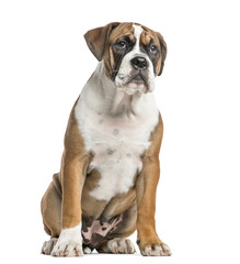 Mixed-breed, English bulldog and boxer, sitting, isolated on white
