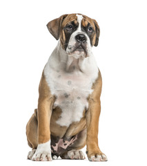 Mixed-breed, English bulldog and boxer, sitting, isolated on white