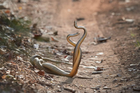 Indian rat snake, Ptyas mucosa. Two non-poisonous indian snakes entwined in love dance on dusty road of Ranthambore national park, India.